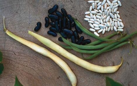 Three Heirloom Beans Image